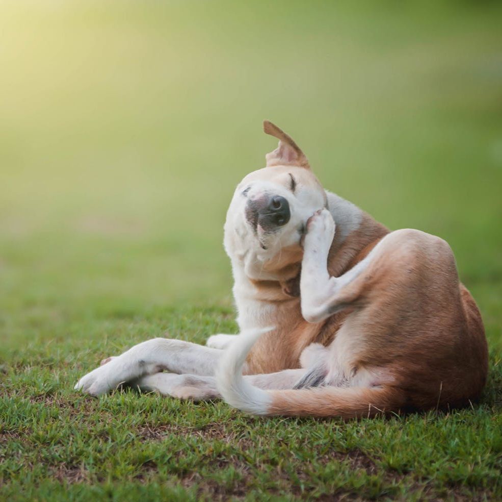 Chien qui se gratte sans arrêt : et si le problème n'était pas la peau ?