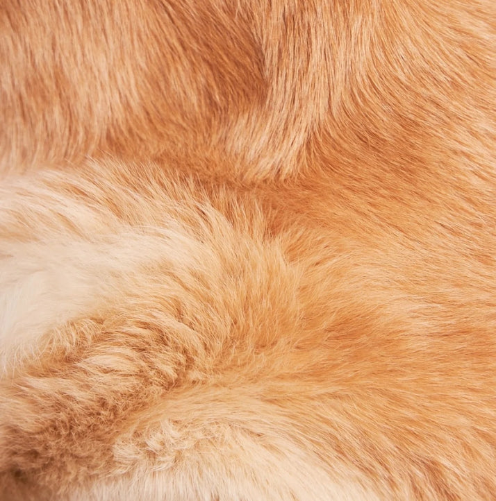 Le secret d'un poil de chien brillant se joue sous la peau