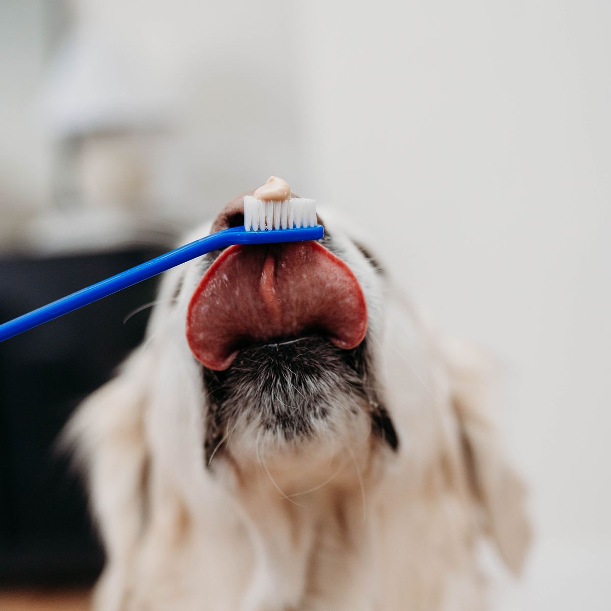 Mauvaise haleine, tartre : comment prendre soin des dents de votre chien