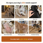 Six skin problems in dogs