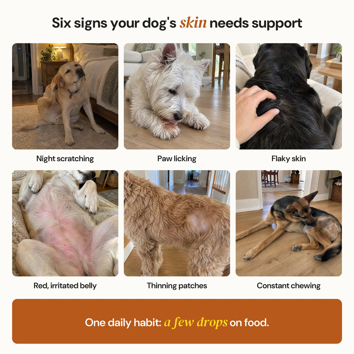 Six skin problems in dogs